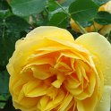 R_'Graham Thomas' fleur DM10